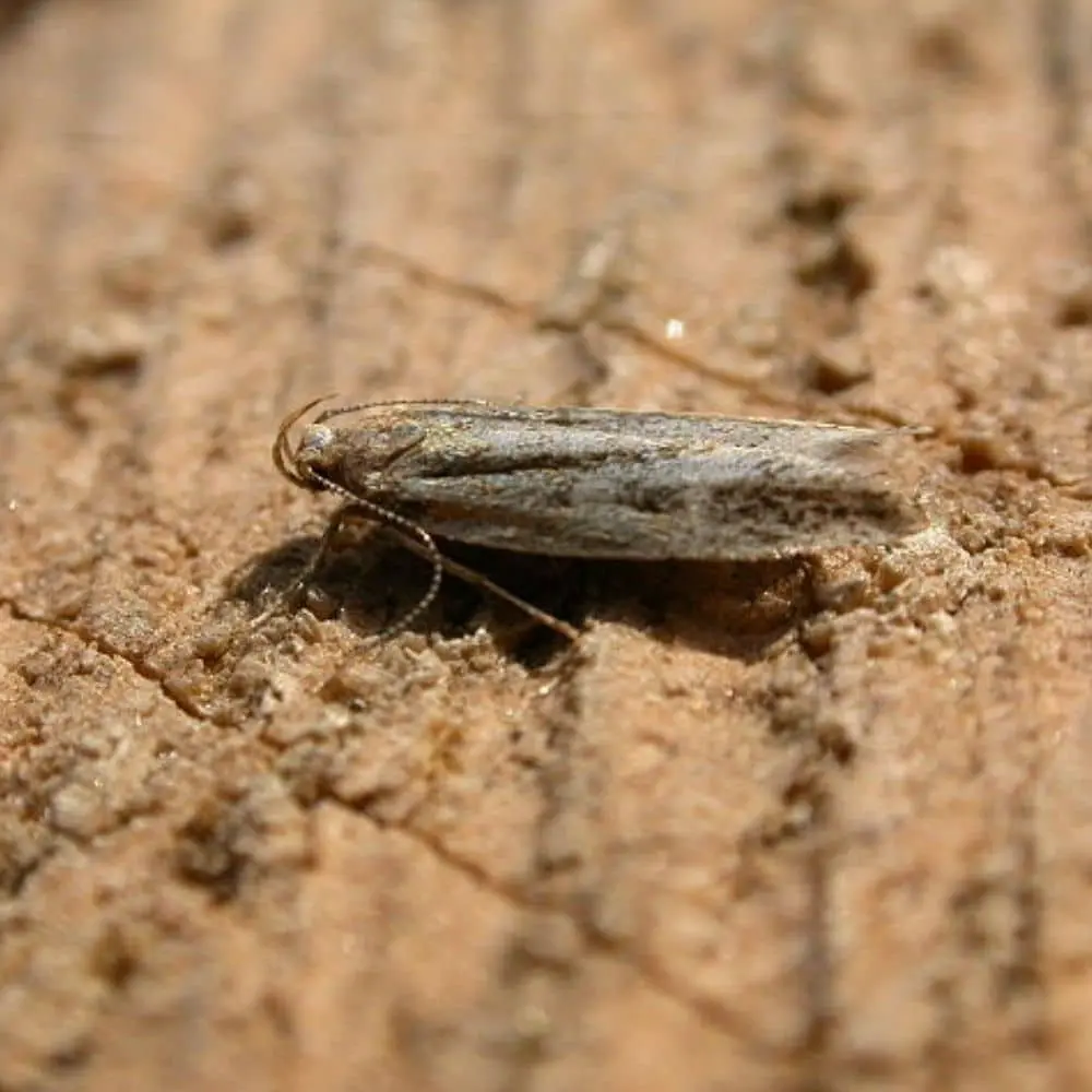 Anarsia lineatella- ver Créditos de imagen