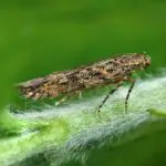 Feromona Tuta absoluta