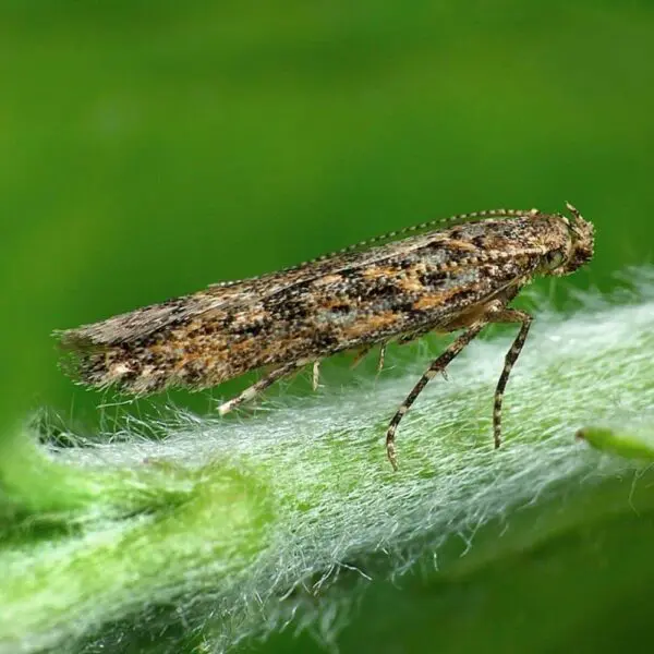 Feromona Tuta absoluta