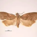 Feromona Grapholita molesta