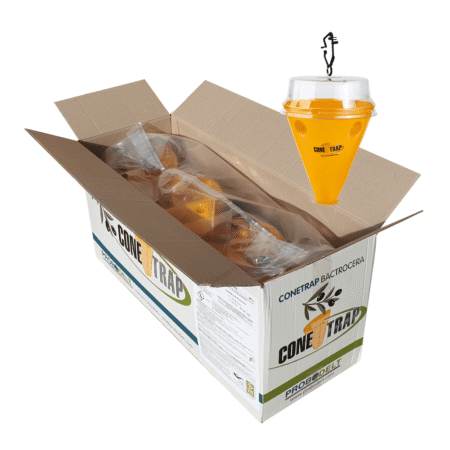Conetrap Bactrocera (ES-00625)