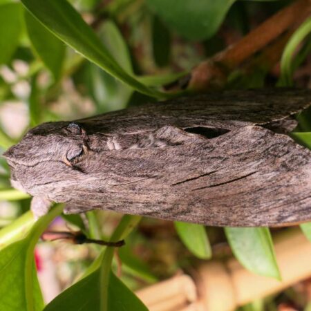 Feromona Cossus cossus