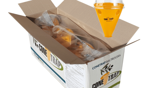 conetrap-bactrocera-1
