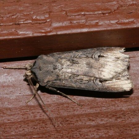 Feromona Agrotis ipsilon