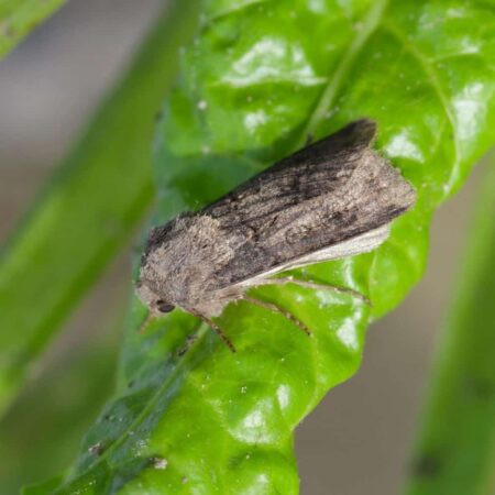 Feromona Agrotis segetum