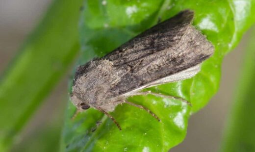 Agrotis segetum