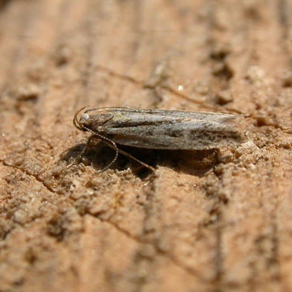 Anarsia lineatella