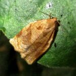 Feromona Archips rosana