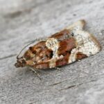 Feromona Argyrotaenia pulchellana