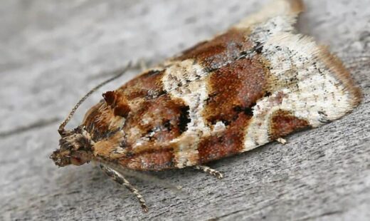 Argyrotaenia pulchellana