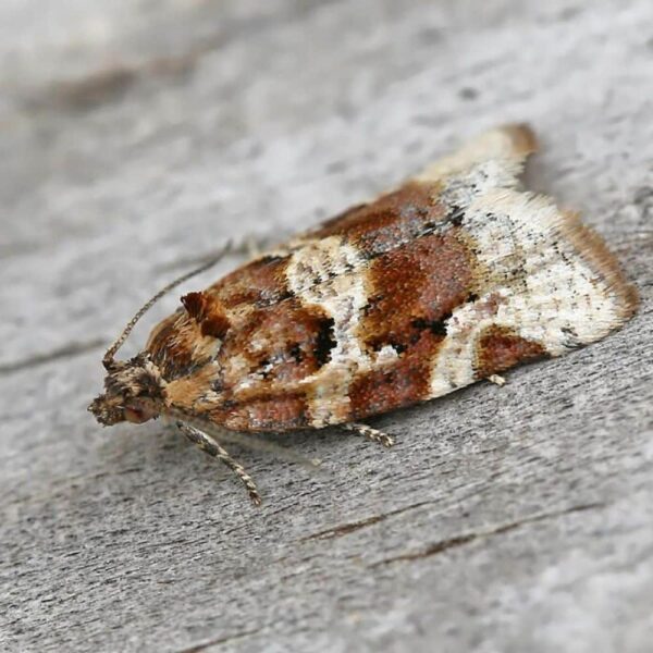 Feromona Argyrotaenia pulchellana