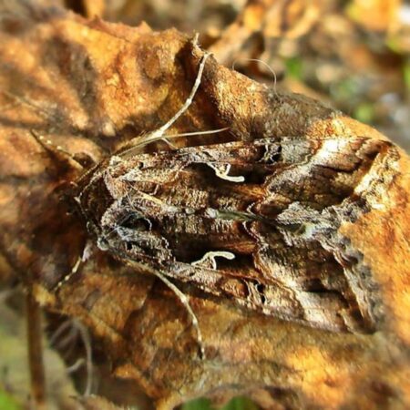 Feromona Autographa gamma