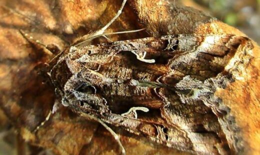 Autographa gamma