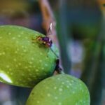 Feromona Bactrocera oleae 120 días