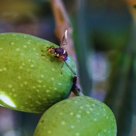 Feromona Bactrocera oleae 120 días