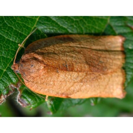 Feromona Cacoecimorpha pronubana