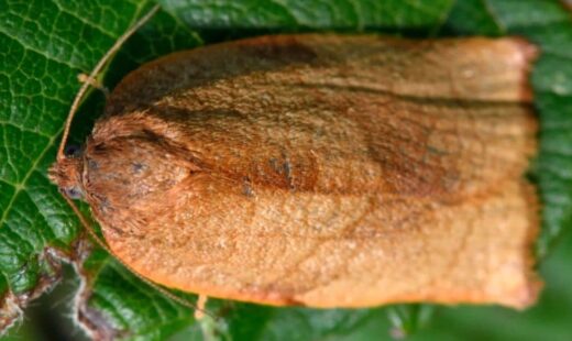 Cacoecimorpha pronubana