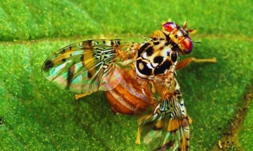 Mosca de la fruta (Ceratitis capitata)