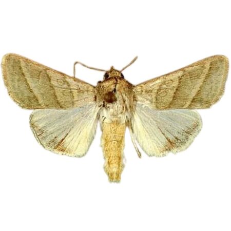 Feromona Chloridea virescens