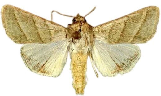 Chloridea (Heliothis) virescens