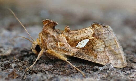 Chrysodeixis (Plusia) chalcites