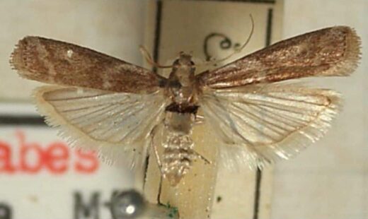 Cryptoblabes gnidiella