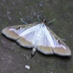 Feromona Cydalima (Glyphodes) perspectalis