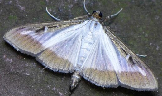 Cydalima (Glyphodes) perspectalis