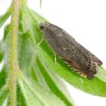 Feromona Cydia nigricana