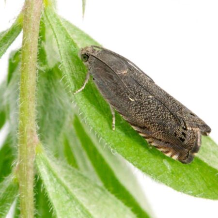 Feromona Cydia nigricana