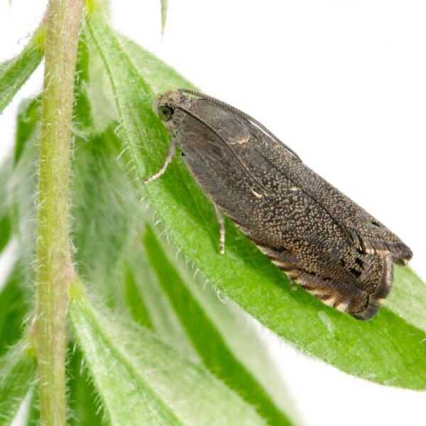 Feromona Cydia nigricana
