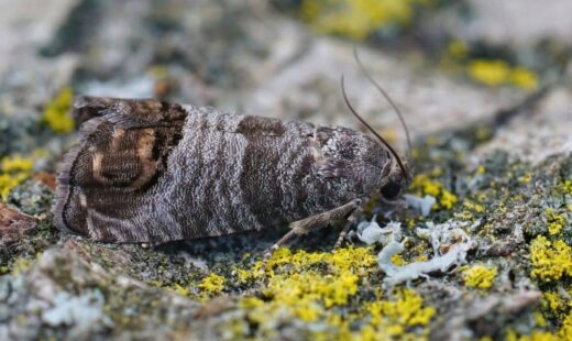 Carpocapsa (Cydia pomonella)