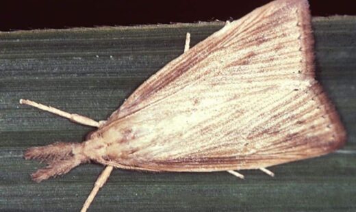 Diatraea saccharalis