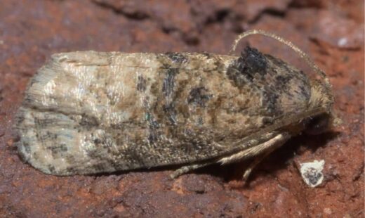 Ecdytolopha aurantiana