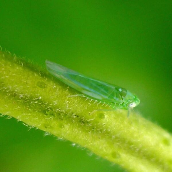 Feromona Empoasca vitis 120 días