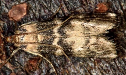 Euzophera pinguis (Abichado del olivo)