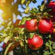 Frutales de semilla (manzana