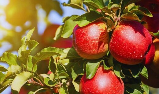 Frutales de semilla (manzana
