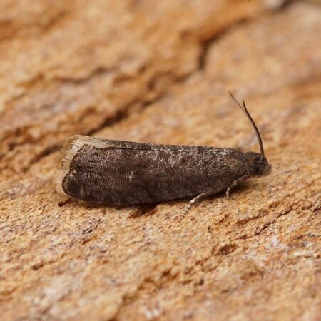 Feromona Grapholita funebrana