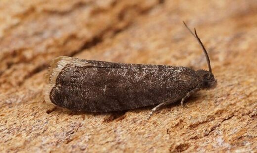 Grapholita funebrana