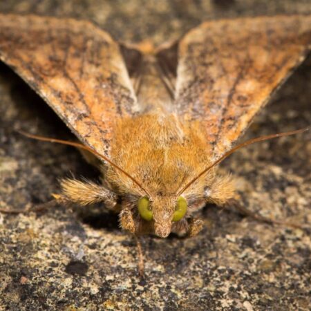 Feromona Helicoverpa armigera