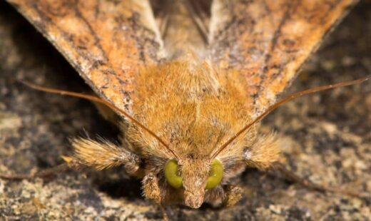 Helicoverpa armigera