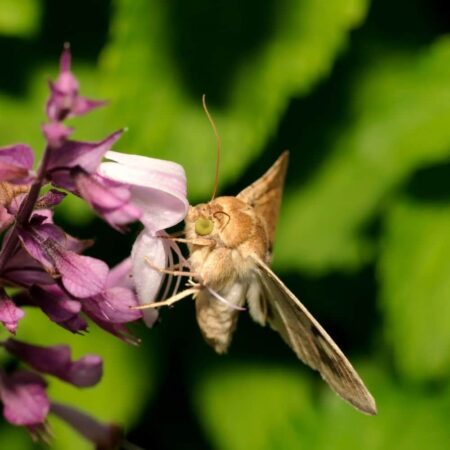 Feromona Helicoverpa zea