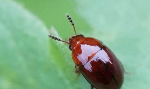 Escarabajo de la trufa (Leiodes cinnamomeus)