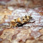 Feromona Lobesia botrana