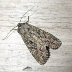 Feromona Mamestra brassicae