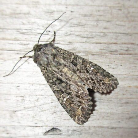 Feromona Mamestra brassicae