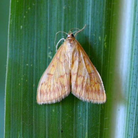 Feromona Ostrinia nubilalis