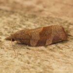 Feromona Pandemis heparana