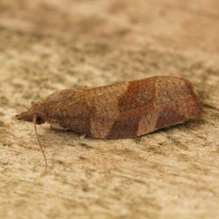 Feromona Pandemis heparana